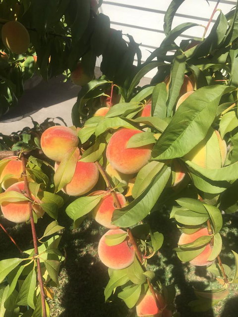 Bella Bali Gardens - Accommodation Mount Tamborine 26