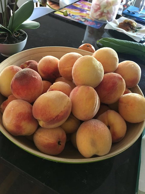 Bella Bali Gardens - Accommodation Mount Tamborine 27