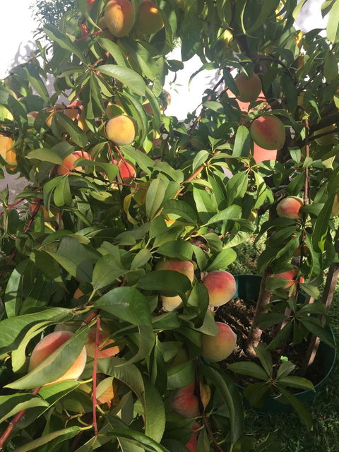 Bella Bali Gardens - Accommodation Mount Tamborine 25