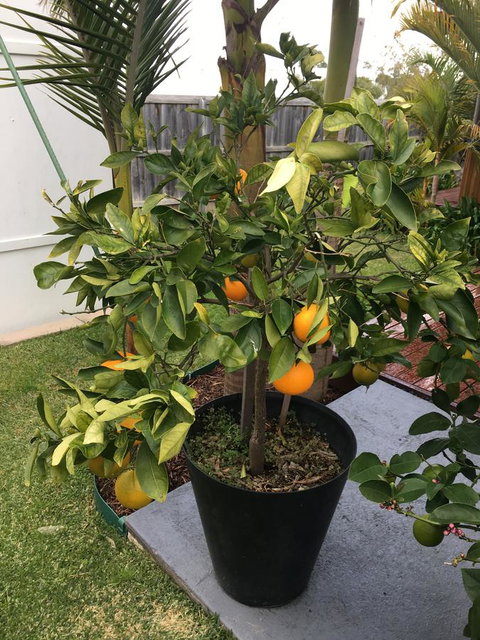 Bella Bali Gardens - Accommodation Mount Tamborine 24