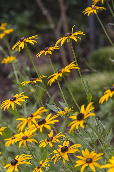 Nesuto Leura Gardens (formerly Waldorf Leura Gardens Resort) - Accommodation Mount Tamborine 15