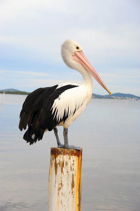 Hotel Nelson - Accommodation Mount Tamborine 29