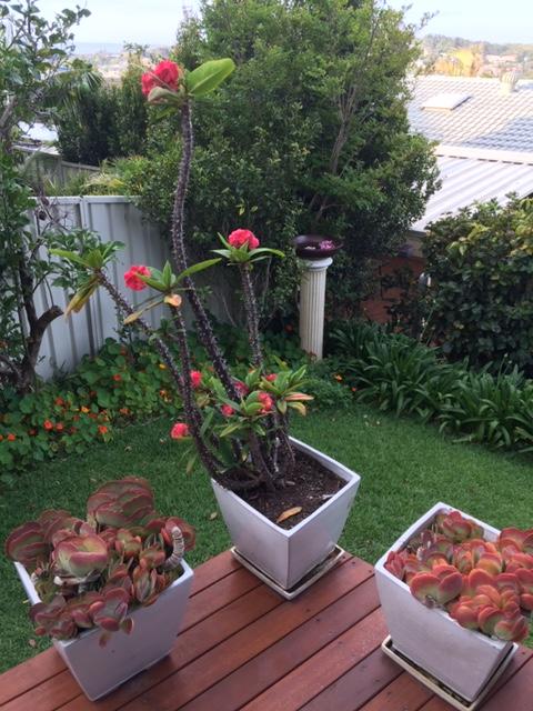 Churchill View Forster - Accommodation Mount Tamborine 11