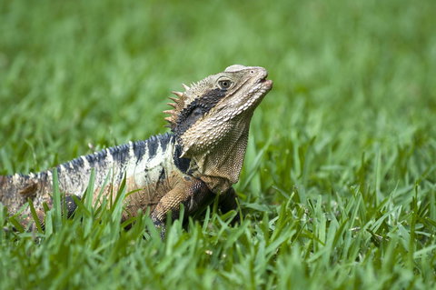 Flynns Beach Resort - Accommodation Mount Tamborine 14