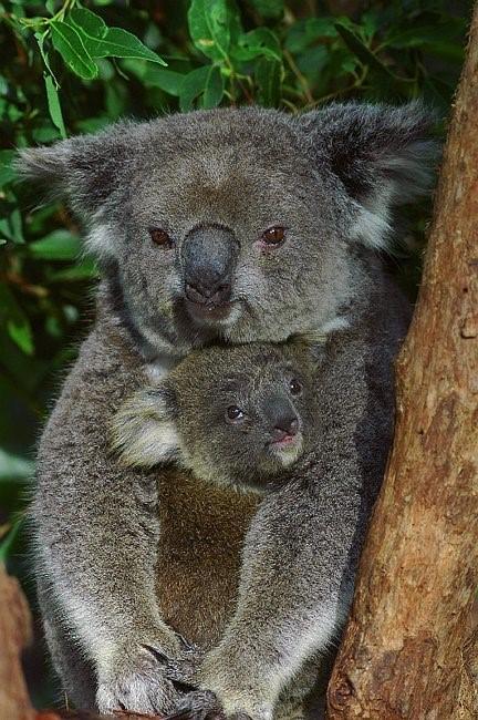 Flynns Beach Resort - Accommodation Mount Tamborine 11