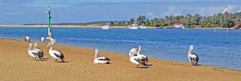 Pelican Motor Inn - Accommodation Mount Tamborine 29