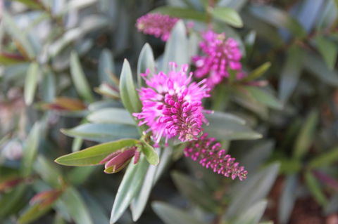 Grand Manor Motor Inn - Accommodation Mount Tamborine 3