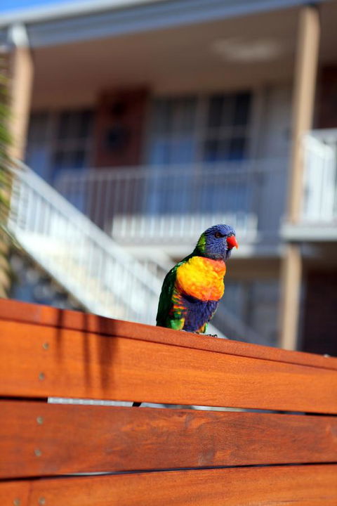 Summerhill Motor Inn - Accommodation Mount Tamborine 30