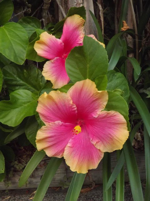 Golden Sands Motor Inn - Accommodation Mount Tamborine 28