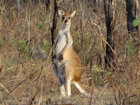 Mount Bundy Station - Accommodation Mount Tamborine 41