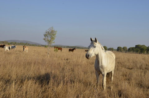 Mount Bundy Station - Accommodation Mount Tamborine 43