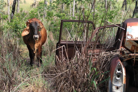 Mount Bundy Station - Accommodation Mount Tamborine 42