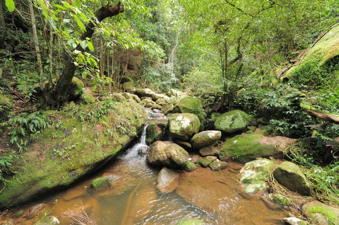 Cabbage Tree Farm - Seclusion And Tranquillity! - Accommodation Mount Tamborine 1