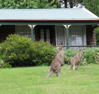 Cedar Lodge Cabins - Accommodation Mount Tamborine