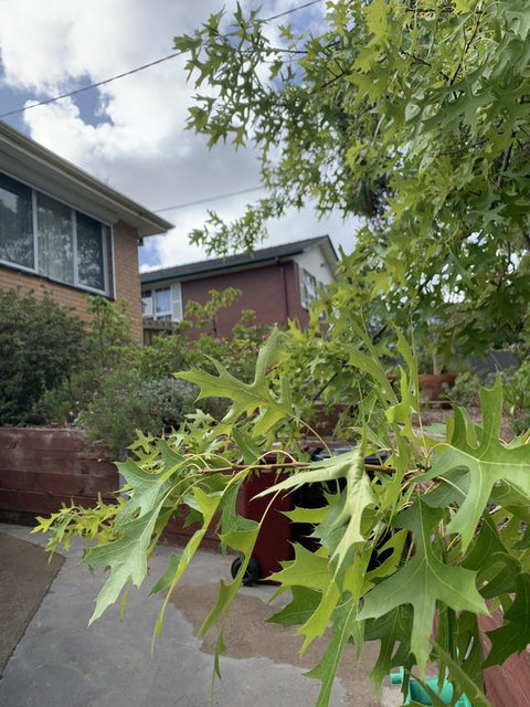 Comfortable Homestay - Accommodation Mount Tamborine 1