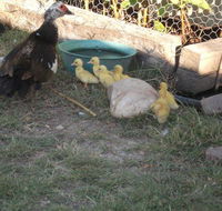 Corella Creek Country Farm Stay - Accommodation Mount Tamborine