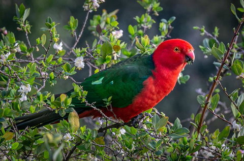 Country Paradise In The Gully - Accommodation Mount Tamborine 2