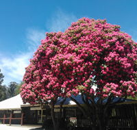 Crossways Country Inn - Accommodation Mount Tamborine