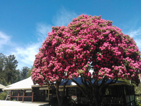 Crossways Country Inn - Accommodation Mount Tamborine 0