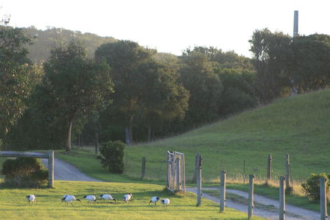 Driftwood Villas - Accommodation Mount Tamborine 1