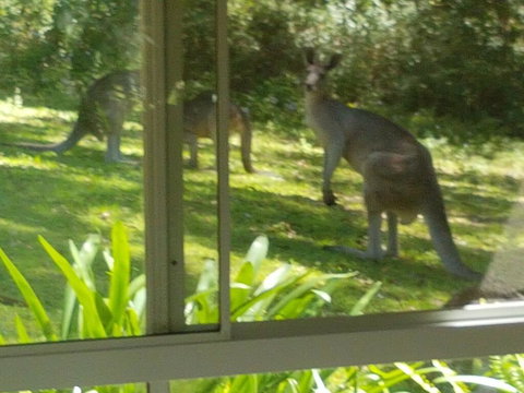 Forest View Bungalow - Accommodation Mount Tamborine 2