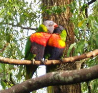 Gecko Cottage - Accommodation Mount Tamborine