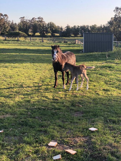 Gibbagunyah Manor - Accommodation Mount Tamborine 1