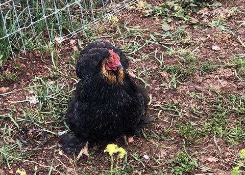 Gibbagunyah Manor - Accommodation Mount Tamborine 2