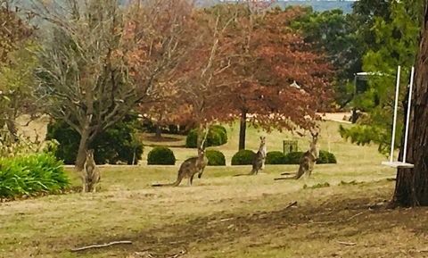 Highfield Cottage - Accommodation Mount Tamborine 2