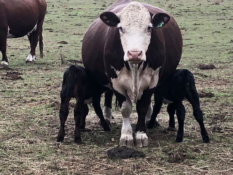 Jackaleah Farm Stay - Accommodation Mount Tamborine 3