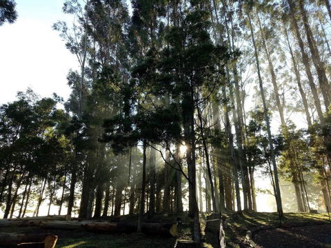 Kymmik Cottage - Accommodation Mount Tamborine 2
