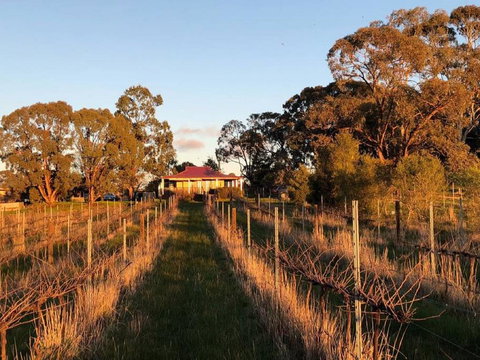 Lillicur Vineyard B&B - Accommodation Mount Tamborine 0