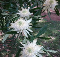 Lyrebird Gully Retreat - Accommodation Mount Tamborine
