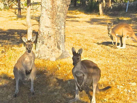Sandpiper Retreat - Accommodation Mount Tamborine 37