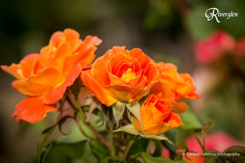 Riverglen Chalets - Accommodation Mount Tamborine 39