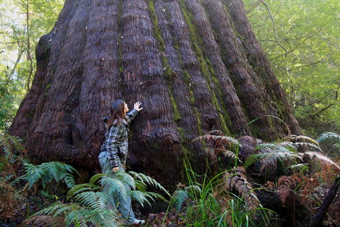 Bayside Villas - Accommodation Mount Tamborine 4