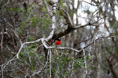 Treenbrook Cottages - Accommodation Mount Tamborine 5