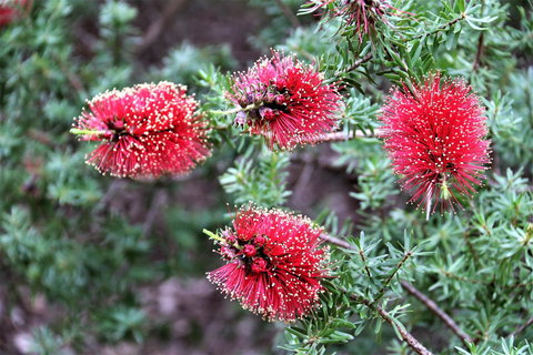 Treenbrook Cottages - Accommodation Mount Tamborine 4