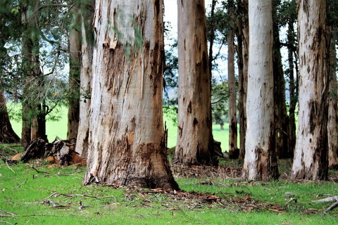 Treenbrook Cottages - Accommodation Mount Tamborine 9