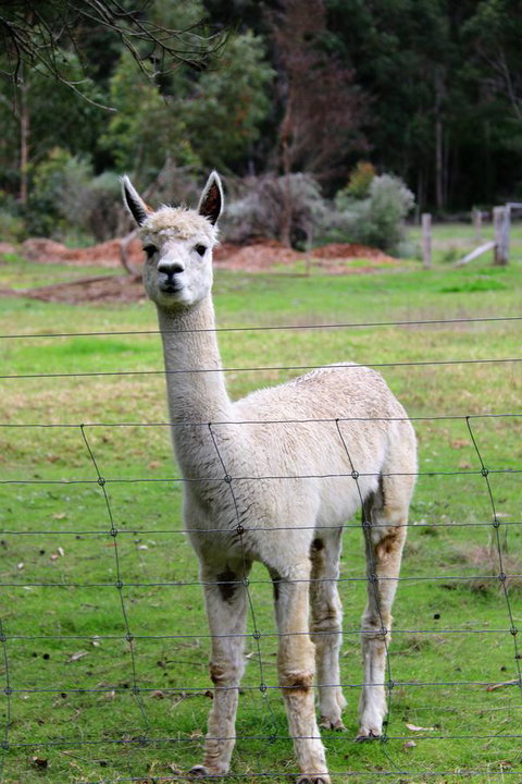 Treenbrook Cottages - Accommodation Mount Tamborine 8