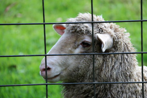 Treenbrook Cottages - Accommodation Mount Tamborine 10