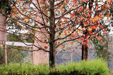 Treenbrook Cottages - Accommodation Mount Tamborine 6