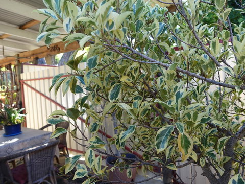 The Blacksmiths Cottage - Accommodation Mount Tamborine 21