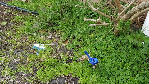 Abbivale Farm Cottage - Accommodation Mount Tamborine 17