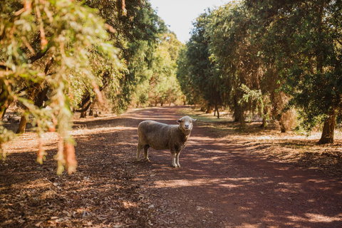 Margaret River Holiday Cottages - Accommodation Mount Tamborine 21