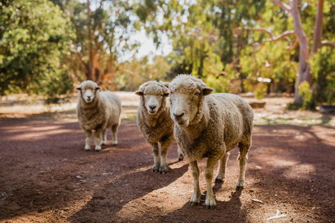 Margaret River Holiday Cottages - Accommodation Mount Tamborine 15