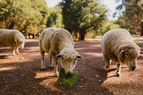 Margaret River Holiday Cottages - Accommodation Mount Tamborine 26