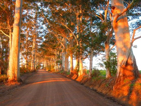 Innisfree Mountain Retreat - Accommodation Mount Tamborine 10