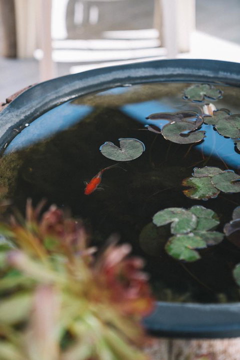 Sun Studio - Accommodation Mount Tamborine 22