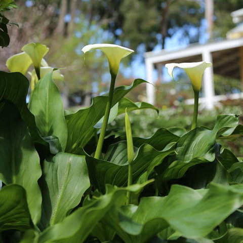 Two Sisters Chalets - Accommodation Mount Tamborine 32